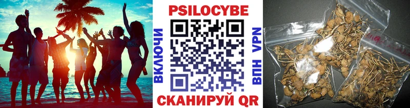 Купить Шали Псилоцибиновые грибы Psilocybe